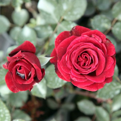Rosa  Don Juan - bordová - Stromkové růže, květy kvetou ve skupinkách - stromková růže s převislou korunou